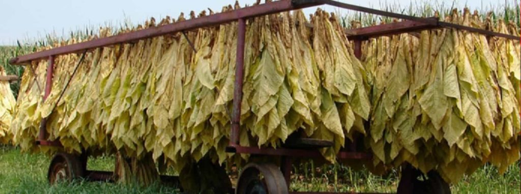 Close-up of tobacco leaves basking in the sunlight during the drying process.